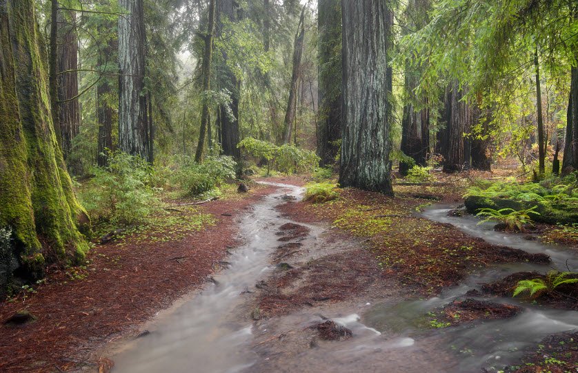 Montgomery Woods State Natural Reserve, California, USA
